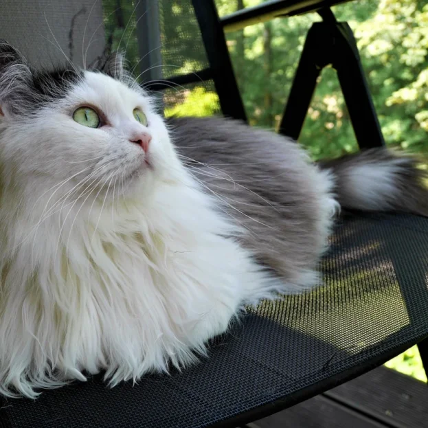 Siberian Cat laying on outdoor chair