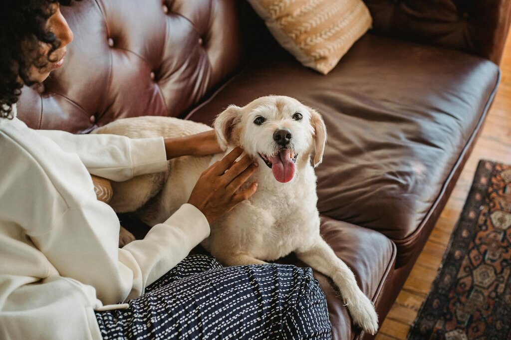 dog lying on sofa being patted
