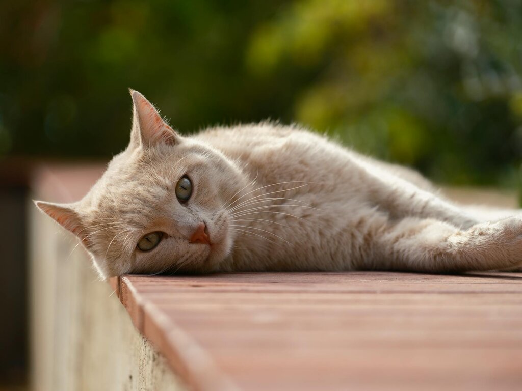cat laying down outdoors