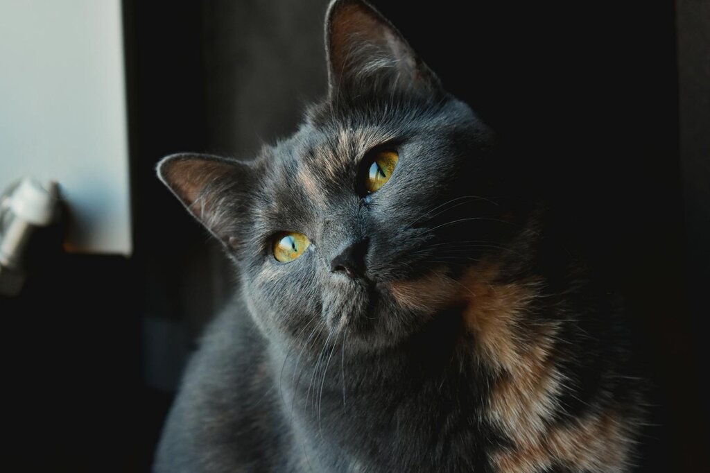 close up of tortie cat with cocked head
