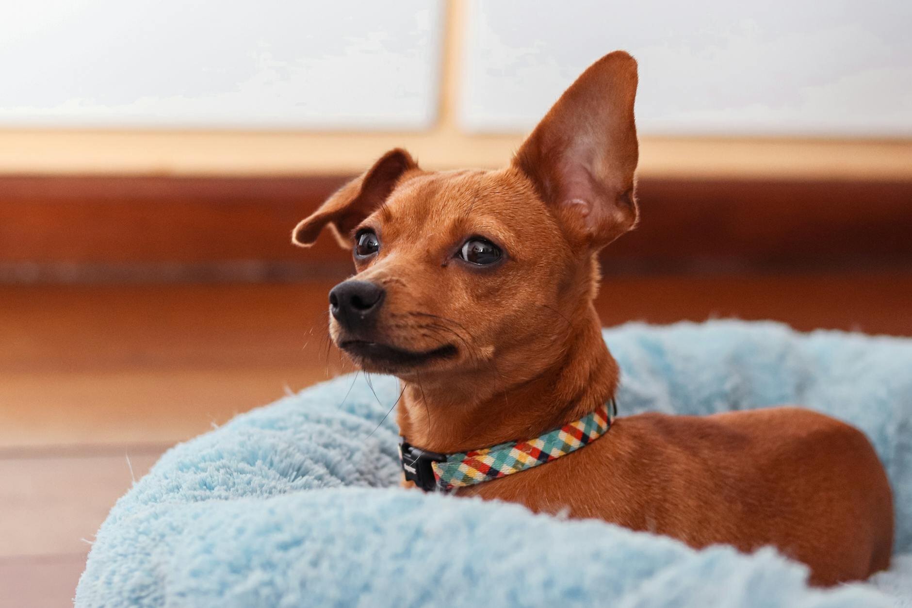 Brown terrier dog lyning in blue dog bed