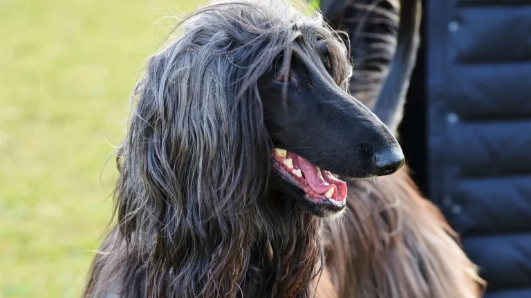 afghan hound panting outdoors
