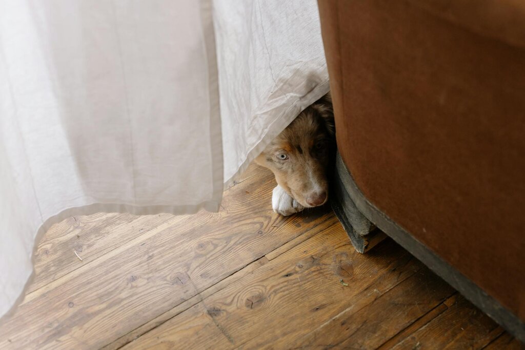 dog hiding behind sofa