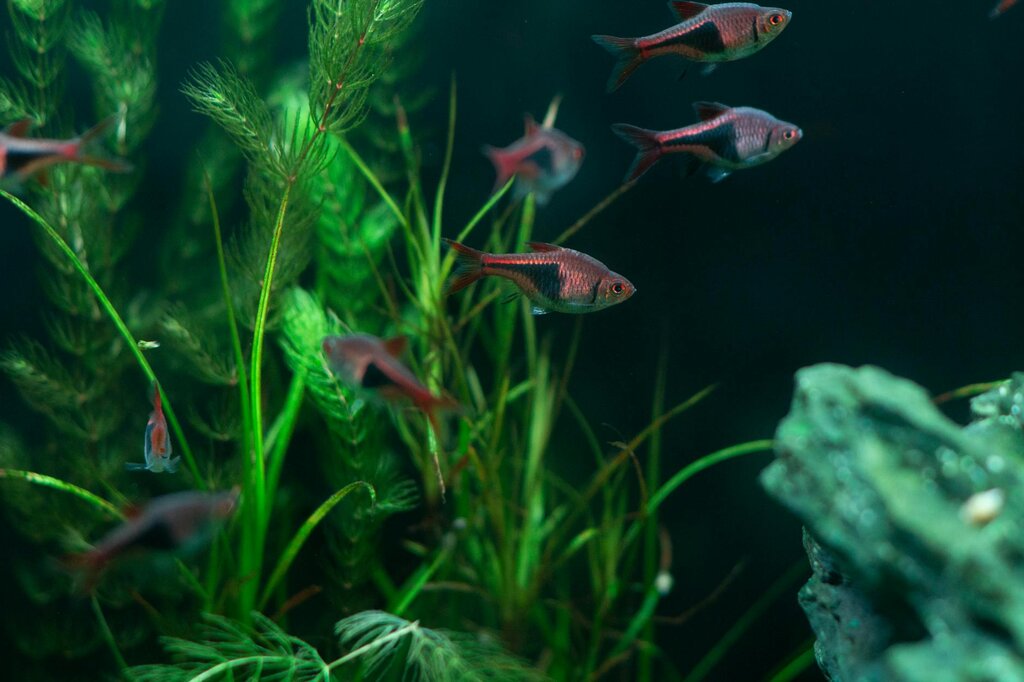 fish tank with small tropical fish