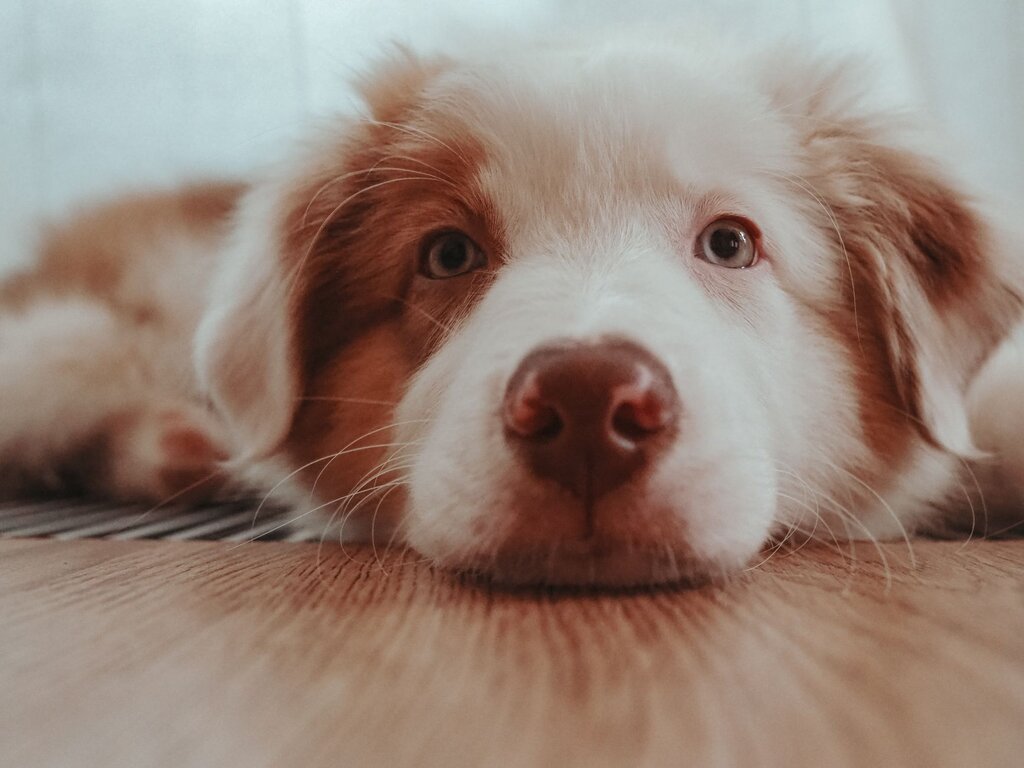 border collie lying on floor
