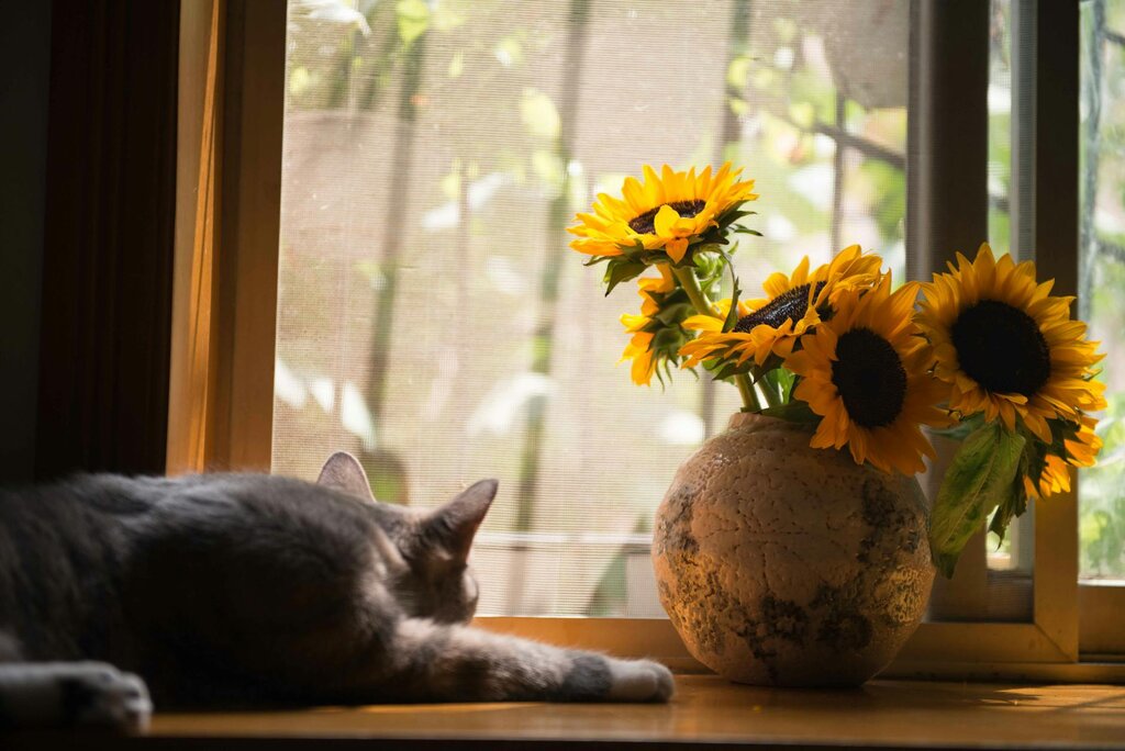 Grey cat lying on table next to pot of sunflowers