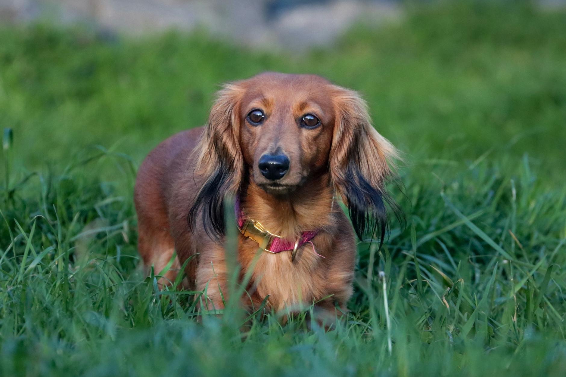 dachshund standing in grass
