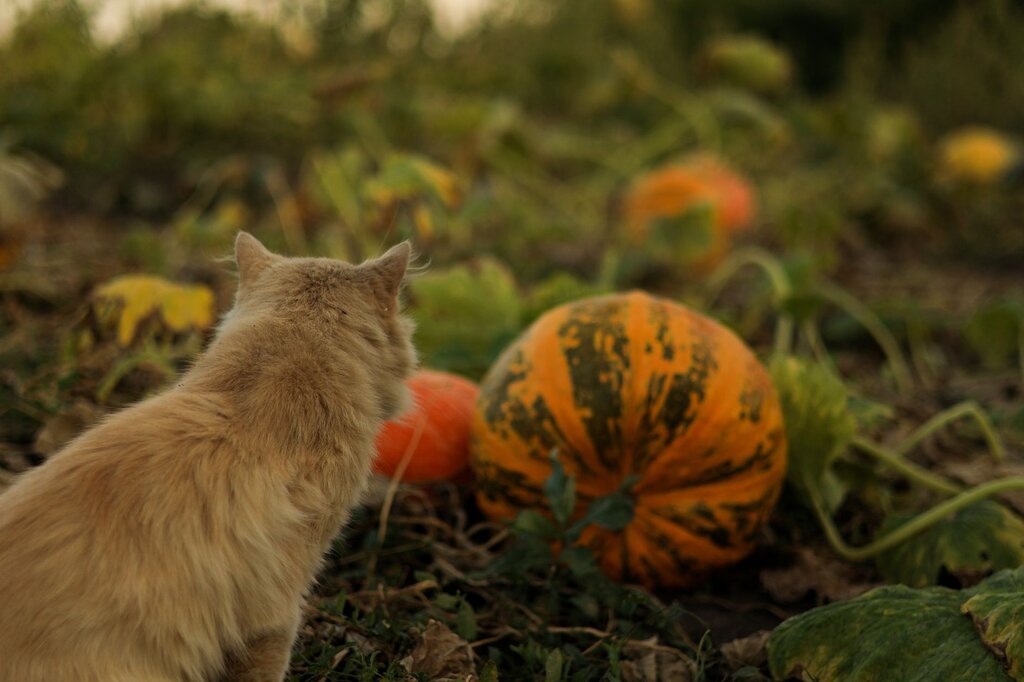cat sitting in a field of pumpkins