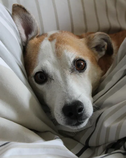 jack russell resting in sheets