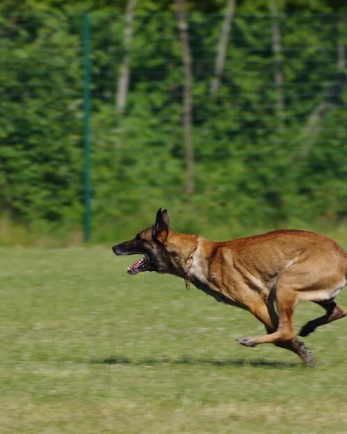 belgian malinois running