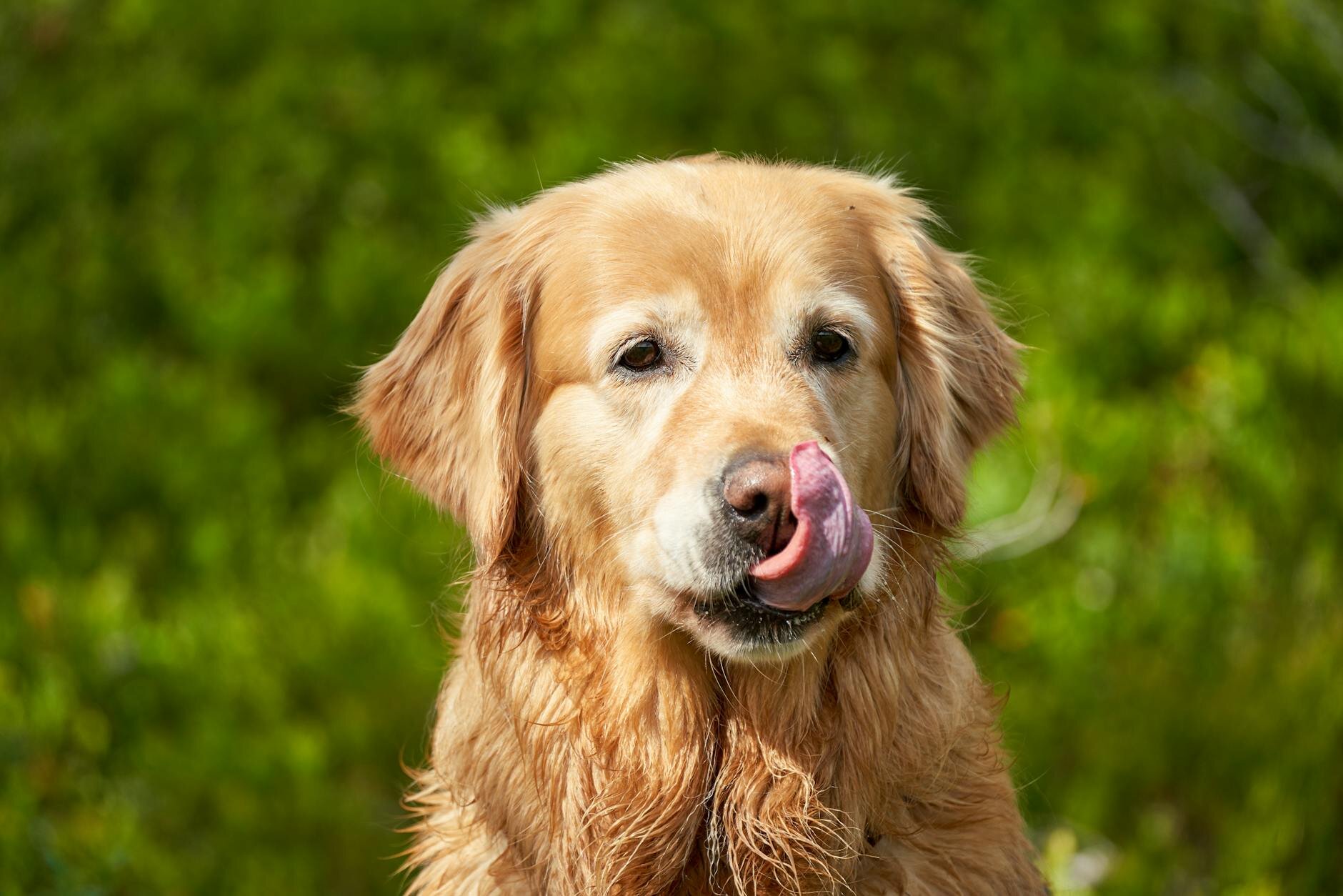 Golden retriever dog licking lip with tongue out