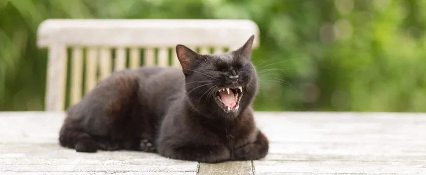 black cat lying on outdoor table with open mouth