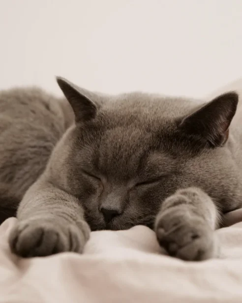 british shorthair cat sleeping on bed