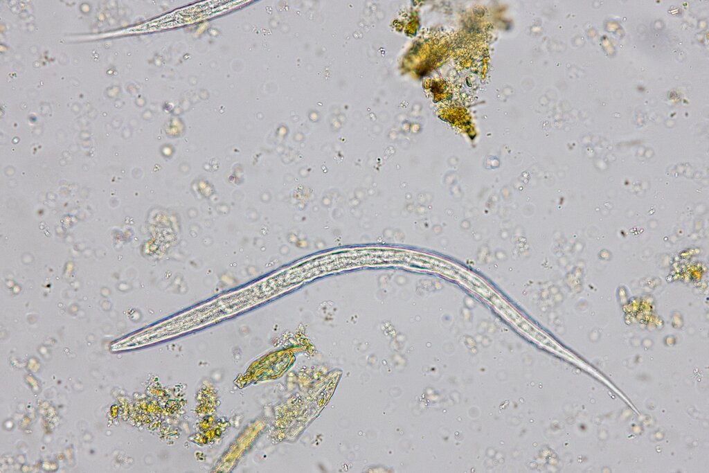worm under a microscope