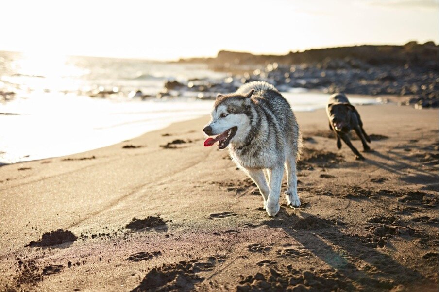 A husky and a black dog running along a beach