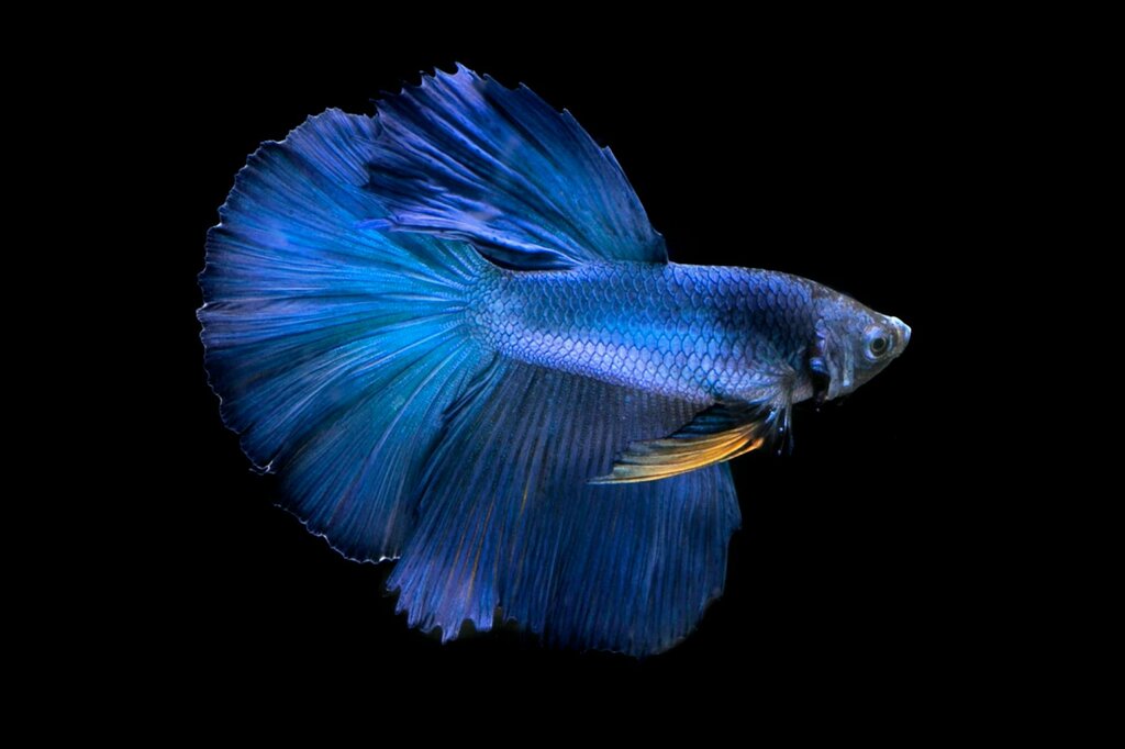 betta fish