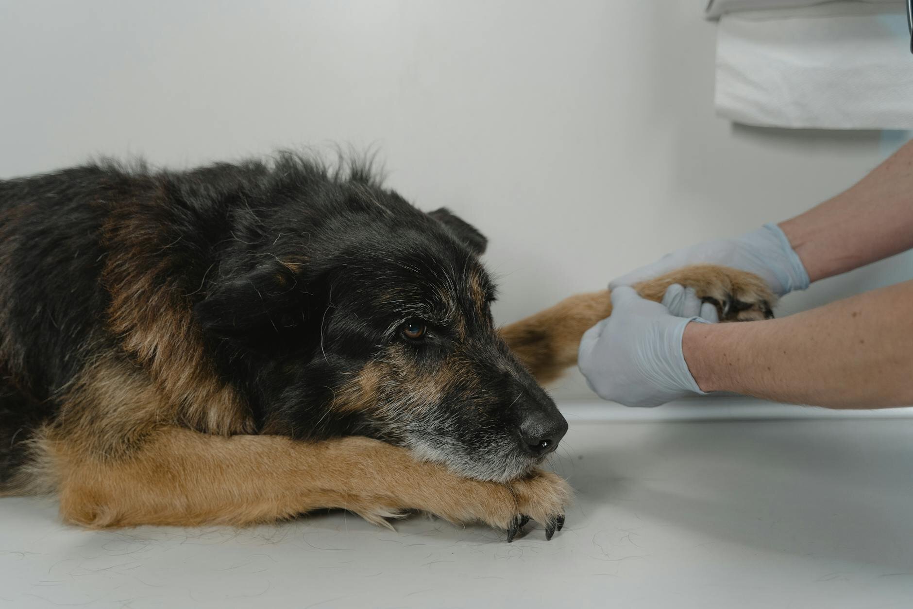 vet examining dog