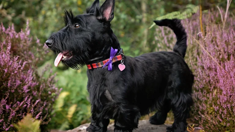 scottish terrier with tartar collar and bow