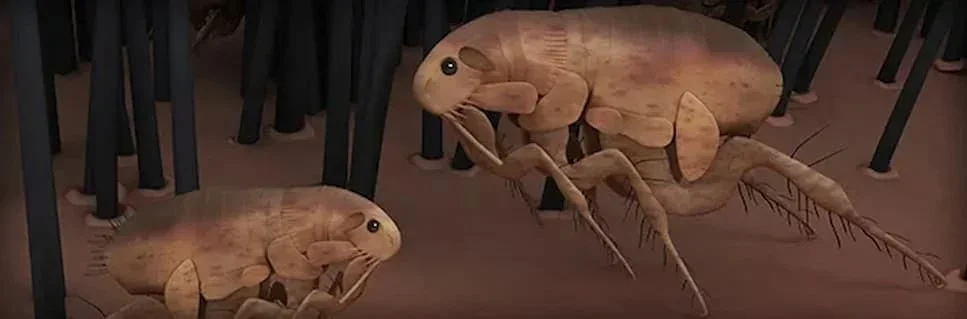 animation of 2 fleas