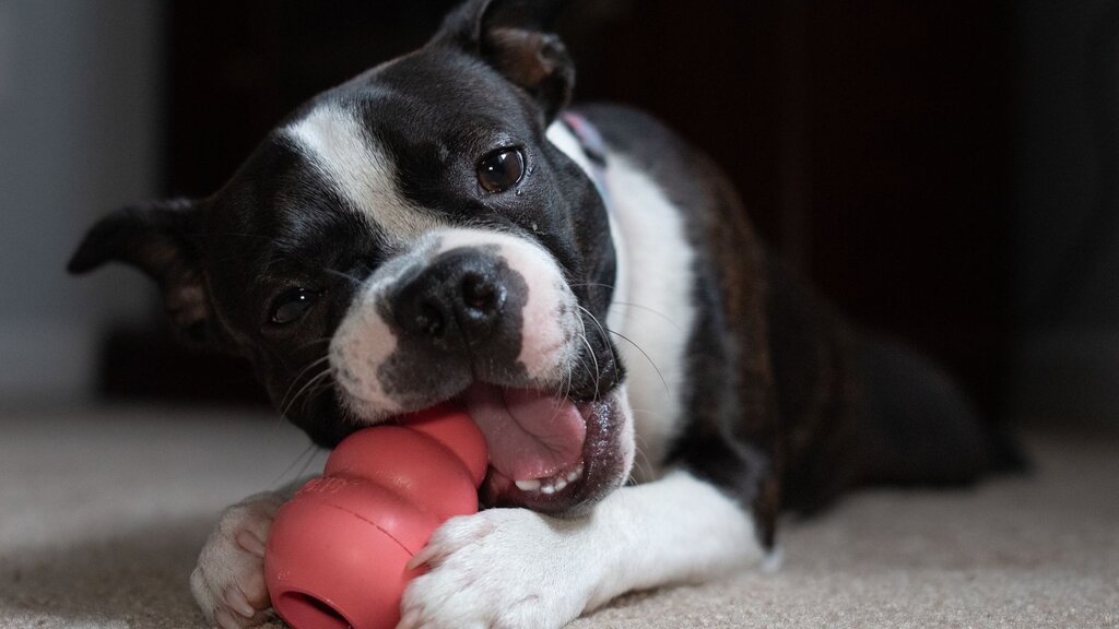 dog chewing on kong toy
