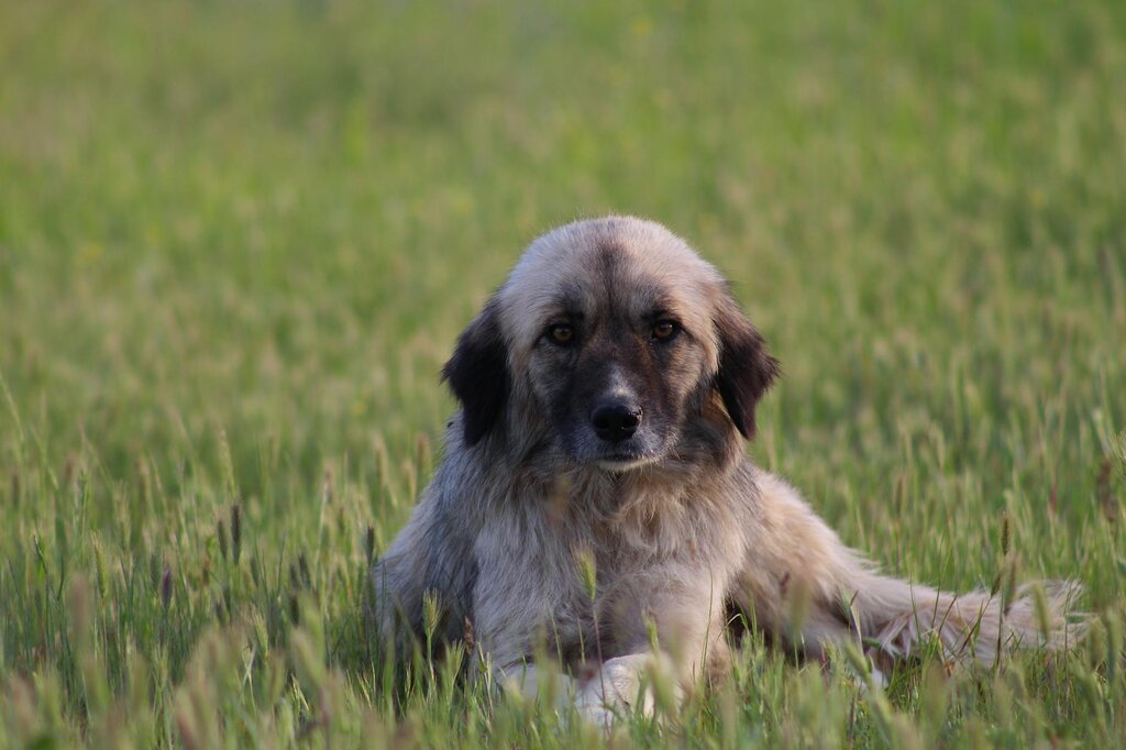 Wolfhound cross dog sitting on grass