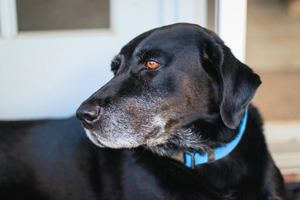 elderly labrador