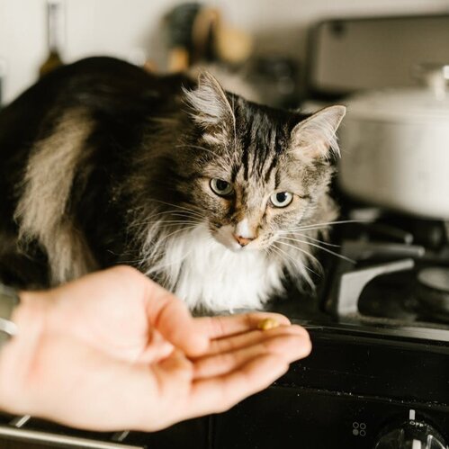 maine coon cat looking at tablet in human hand