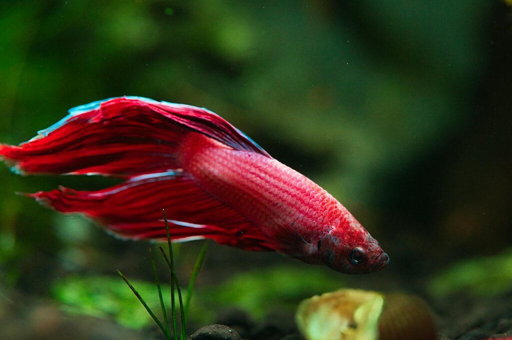 red fighting fish