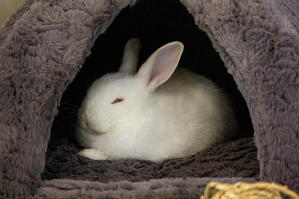 White rabbit closing its eyes in a plush grey bed