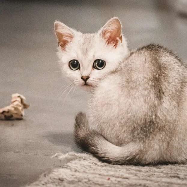 burmilla kitten playing with scrunched up paper