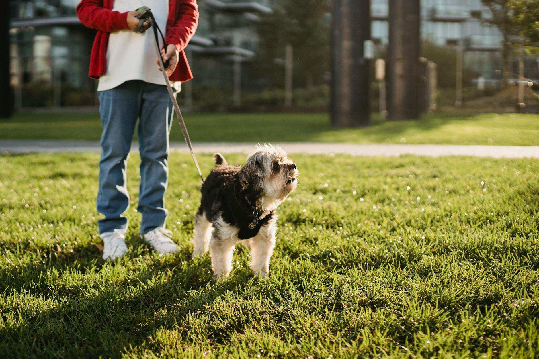 boy walking his dog 
