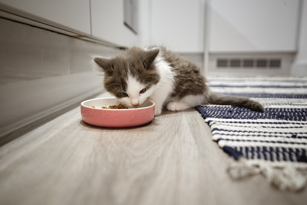 kitten eating from bowl