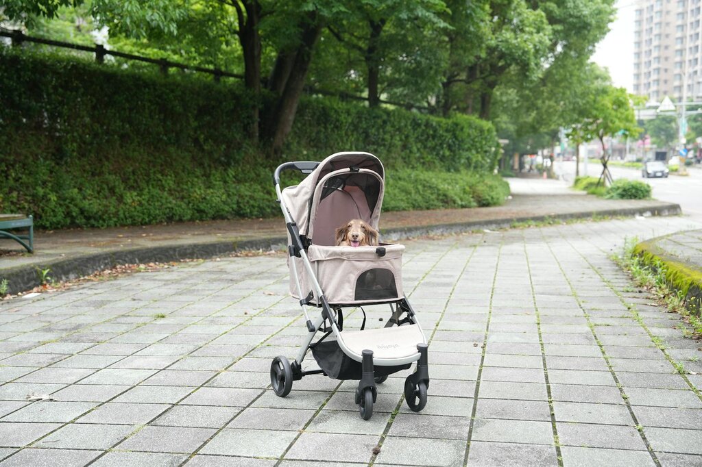 dog in pram