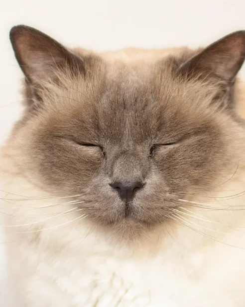 birman cat resting