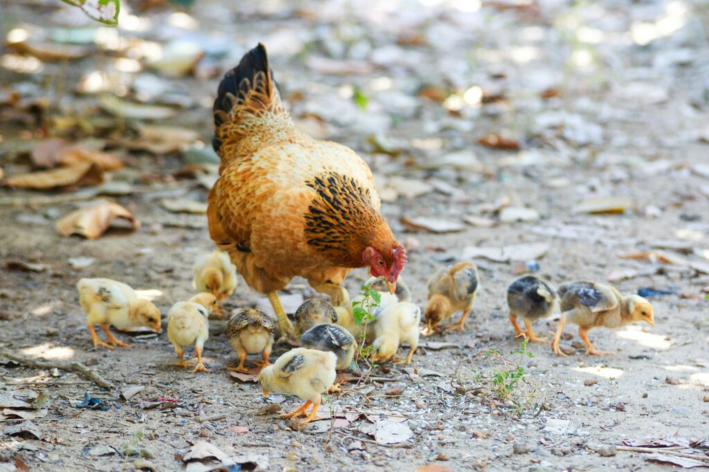 chicken and chicks pecking ground