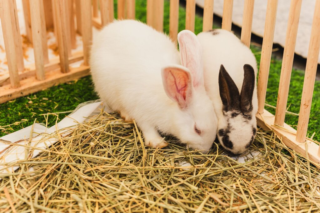 a white rabbit and black and white rabbit eating hay