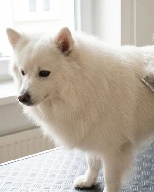 japanese spitz being brushed