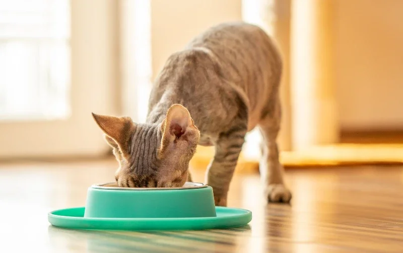 rex cat with head hidden in green food bowl