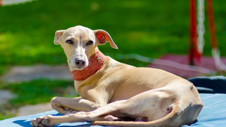 italian greyhound resting outdoors