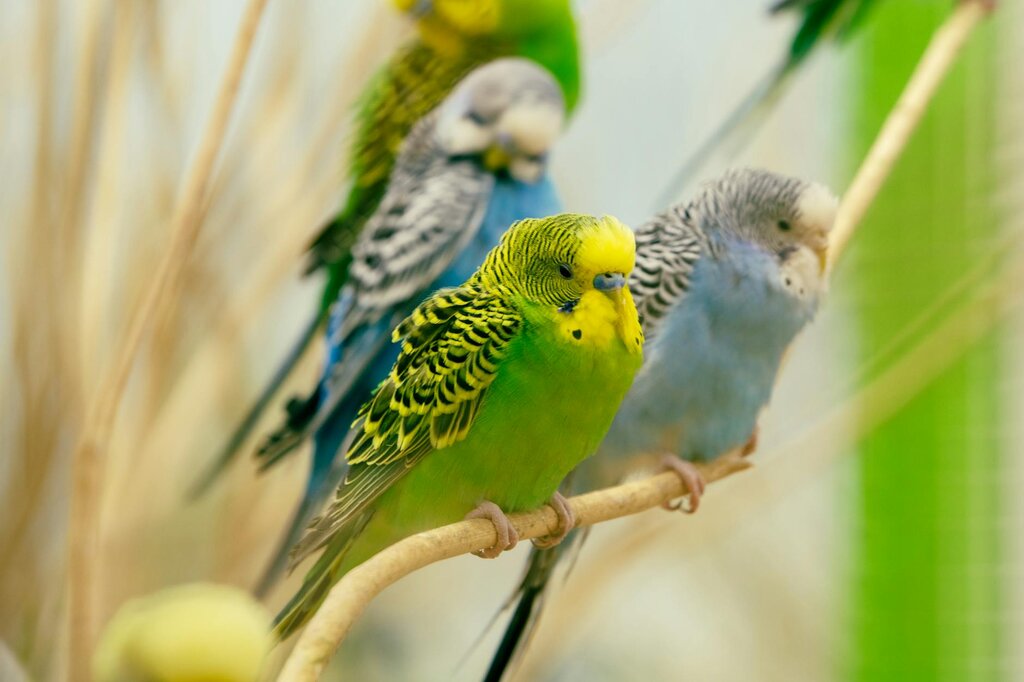 4 budgerigars