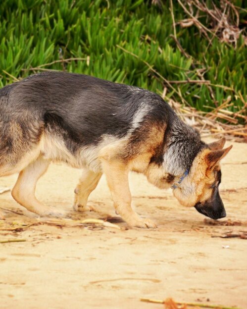 german shepherd sniffing along beach