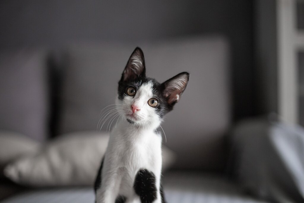black and white kitten looking at camera 
