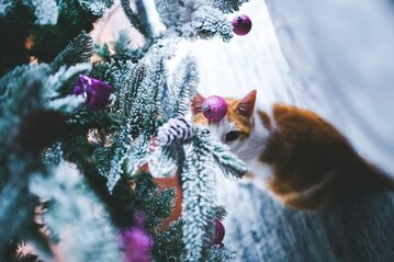 ginger cat sitting looking up at a christmas tree 