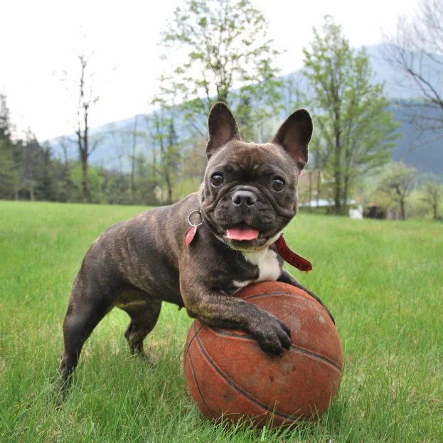 french bulldog playing with basketball