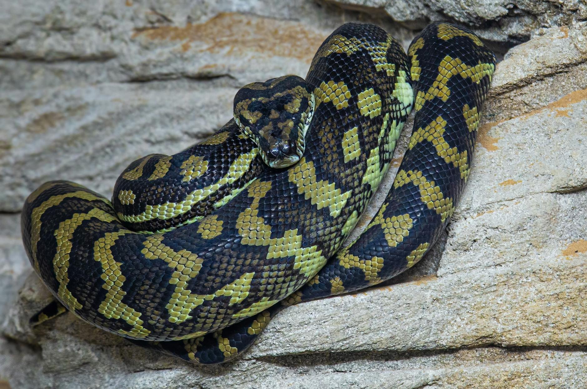 python on rock