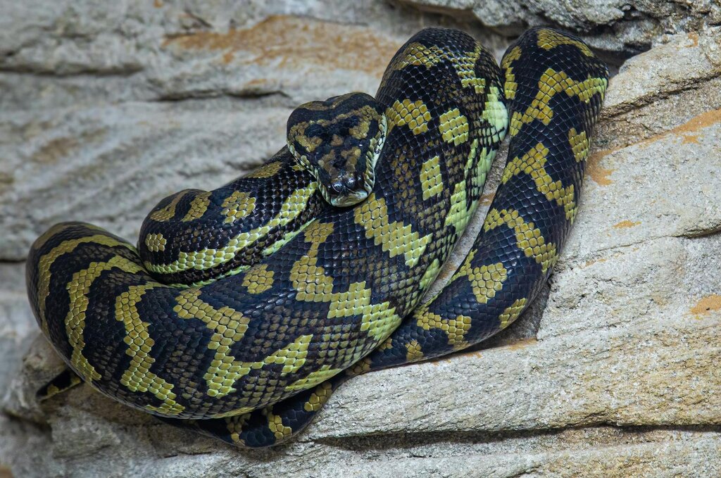python on rock