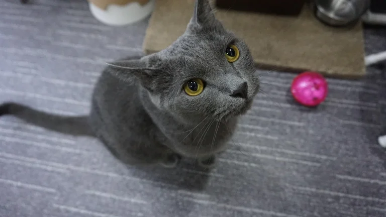 Russian Blue sitting next to toy ball, looking up at camera
