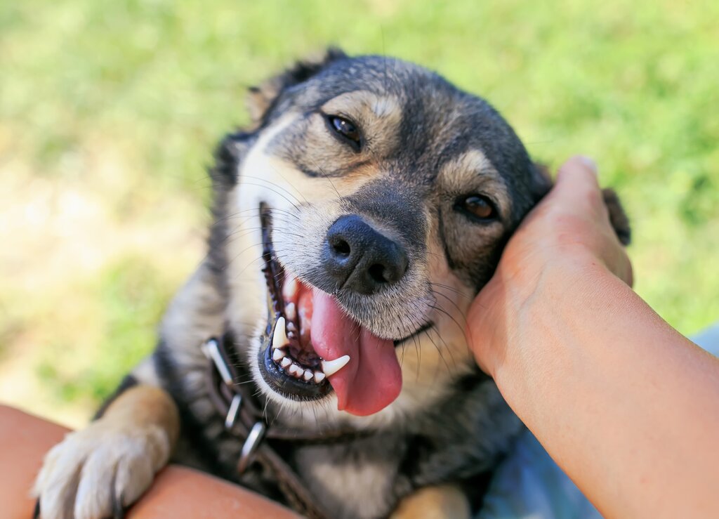 owner patting dog on the side of the face 