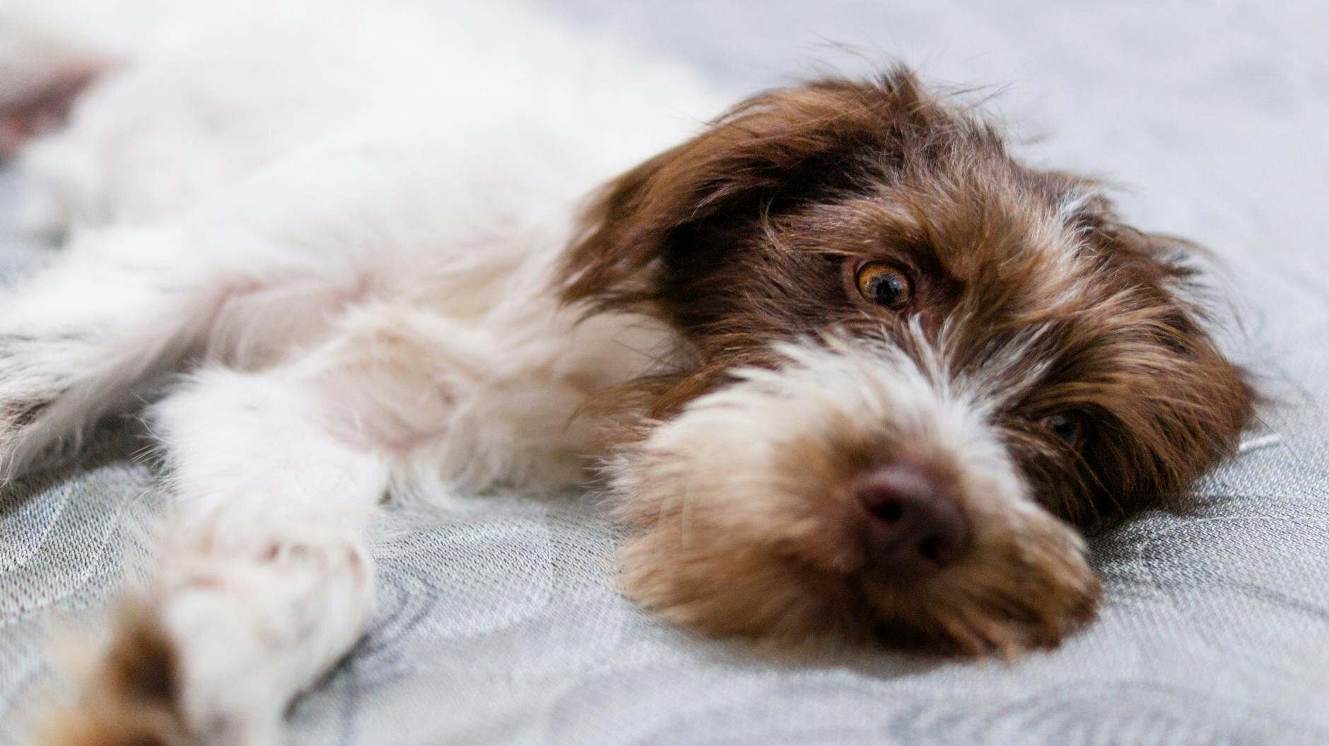 brown and white fluffy dog lying sideways on bed