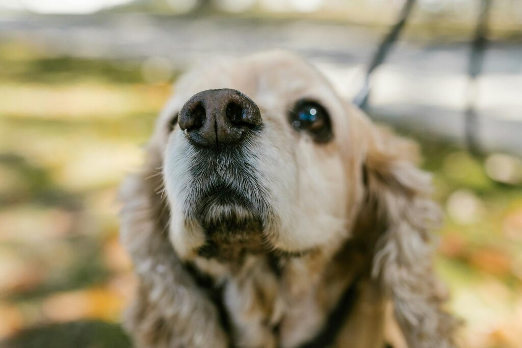 older cocker spaniel cross looking at camera